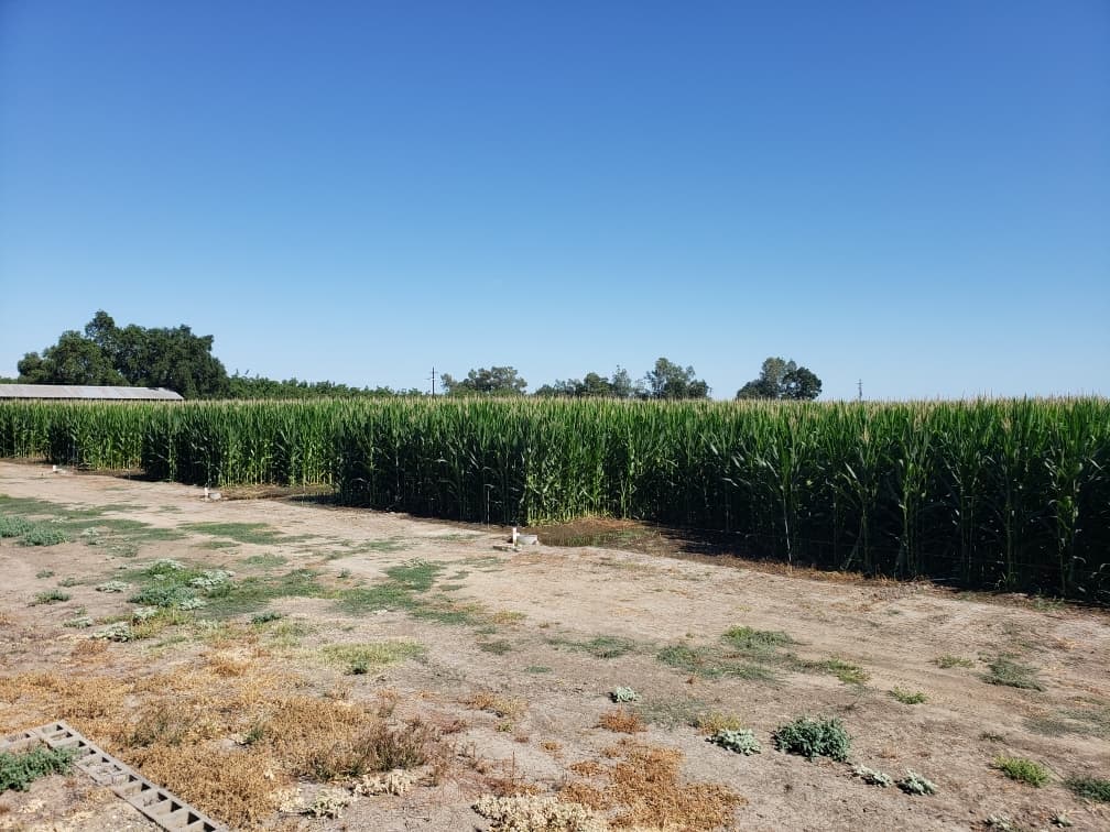 A wide view of a tasseling corn field under a clear blue sky