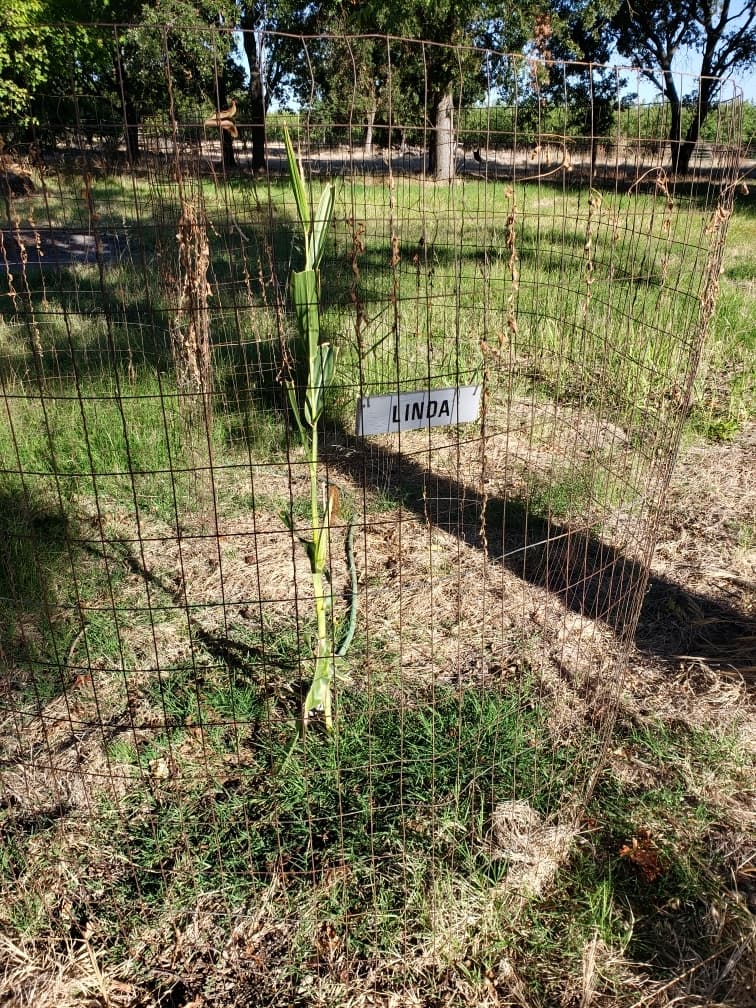 A single fenced corn plant with a hand-lettered sign reading LINDA