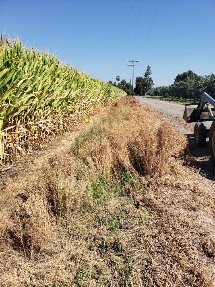 A dried-out pollinator strip, partly cut down, running along the edge of a corn field beside a gravel road