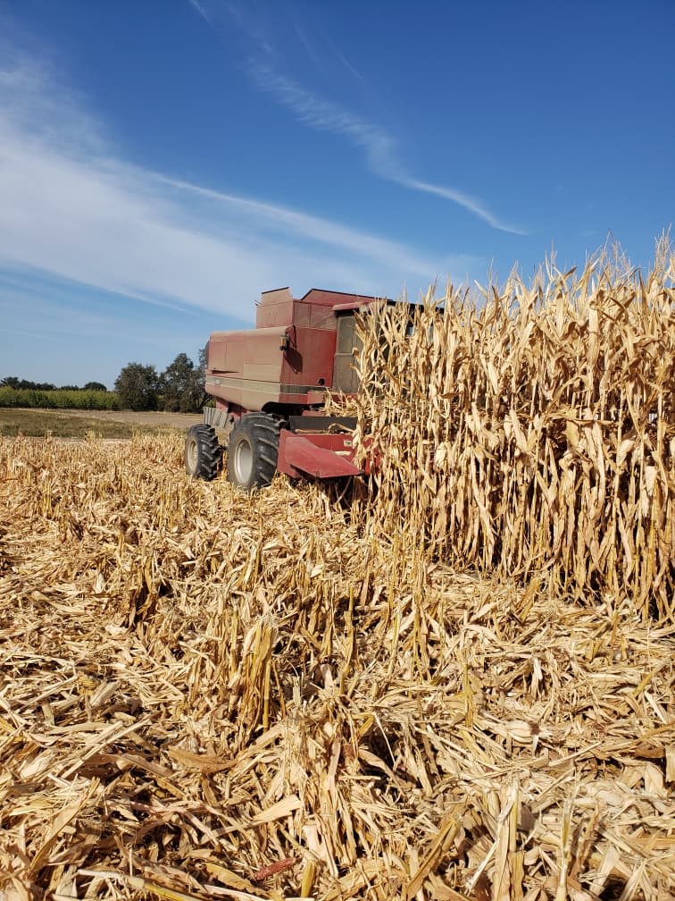 A red combine harvesting into tall dry corn, leaving stubble behind