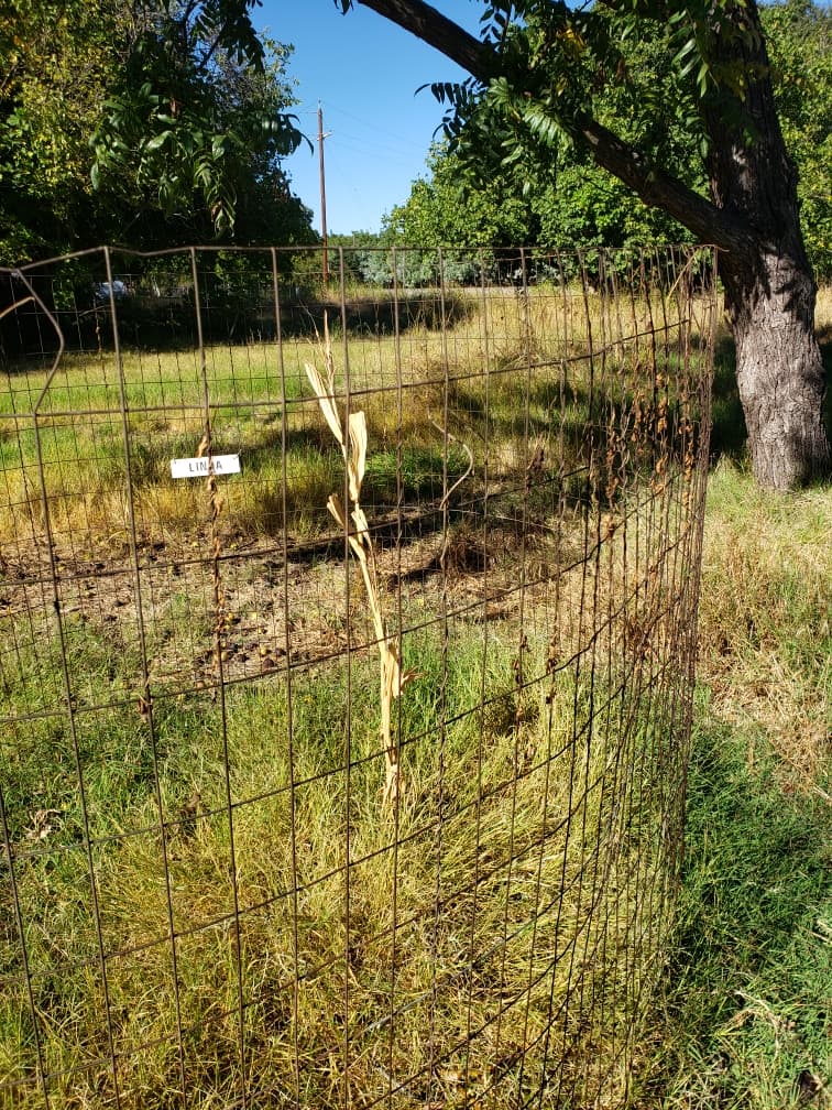Linda's dried corn stalk standing inside her wire fence with her name sign hanging on it
